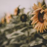 Combatting the Mid-Summer Malaise: Test-Taking Strategies